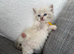 Beautiful ragdoll kittens