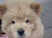 Chow chow puppies
