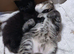 Maine Coon Kittens For Sale Ready Now