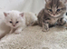 British short haired cross kittens for sale