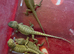 Baby bearded dragons unsexed