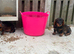 2 teckles 1 girl 1 boy for sale
