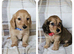 2 beautiful long haired mini dachshunds