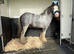Sad sale of our super pony