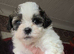 Beautiful boy shih poos