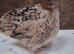 Coturnix quail cockerals