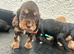 Stunning litter cocker spaniel puppies for sale