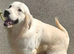 Goldendoodles due soon