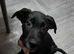 Border collie/ Staffie