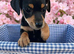 Jack Russell puppies Black and Tan