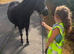 Beautiful Dartmoor 4 years old