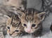 STUNNING SILVER & SPOTTED SAVANNAH X BENGAL KITTENS
