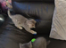British short hair kittens