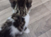 Lovely little boy kitten