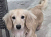 Stud Bolt kc long haired miniature dachshund cream stud