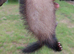 Angora polecat jill(6month old)