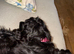 Sprocker