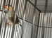 Zebra finches