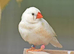 Wanted zebra finches