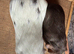 Dalmatian Guinea Pig and Chocolate Self