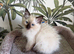 SEAL POINT RAGDOLL KITTENS
