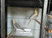 Young Cockatiels Available – Pearl Females & Grey Males (Unrelated)