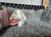 Stunning baby rabbits looking for forever home