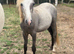 Welsh yearling colt