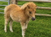 Standard Chestnut Colt