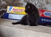 British shorthair Cross kittens