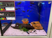 Female Bettas (Betta splendens)