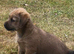 Norfolk Terrier Cross Puppies