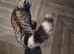 Silver bengal looking for new home