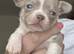 Chihuahua pups