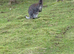 Two male wallabies for Sale