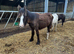 Three cracking fillies