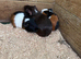Boy guinea pigs