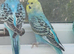 Bonded pair of baby cocks