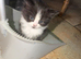Beautiful Loving Kittens for Sale