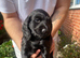 Sprocker xcocker spaniel puppies