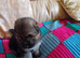 4 week old Germanshepherd pups fw