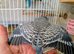 STUNNING Single factor anthrecite budgies.