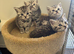 Pedigree British shorthair kittens