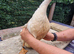 Beautiful female ducks for sale