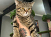 British shorthair x Persian