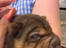 Bearcoat sharpei pups