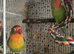 Female and male lovebirds
