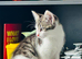 Beautiful Kittens