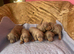 Pedigree miniature dachshund puppies