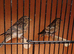 Native Finches & Canaries